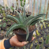 Gasteraloe Edward Hummel ( Gasteria X Aloe ) Size 20 Cm, real gallery image #5 plants. Picture taken directly from kaktus.id community Gasteraloe farmer green houses.