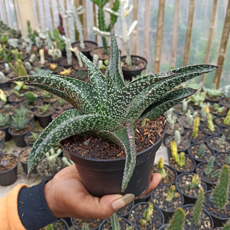 367. Gasteraloe Edward Hummel ( Gasteria X Aloe ) Size 20 Cm