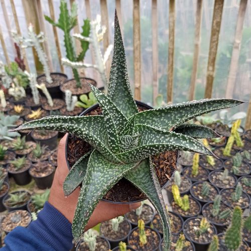 Gasteraloe Edward Hummel ( Gasteria X Aloe ) Size 20 Cm, real gallery image #2 plants. Picture taken directly from kaktus.id community Gasteraloe farmer green houses.