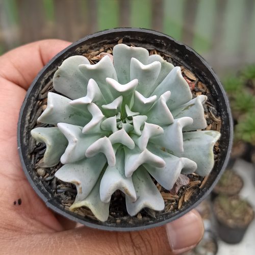 Echeveria Cubic Frost, real gallery image #5 plants. Picture taken directly from kaktus.id community Echeveria farmer green houses.