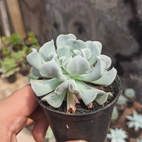 Echeveria Cubic Frost, real gallery image #6 plants. Picture taken directly from kaktus.id community Echeveria farmer green houses.