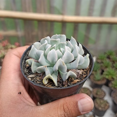 Echeveria Cubic Frost, real gallery image #4 plants. Picture taken directly from kaktus.id community Echeveria farmer green houses.