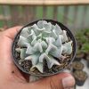 Echeveria Cubic Frost, real gallery image #3 plants. Picture taken directly from kaktus.id community Echeveria farmer green houses.