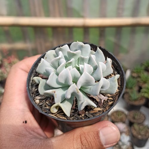 Echeveria Cubic Frost, real gallery image #2 plants. Picture taken directly from kaktus.id community Echeveria farmer green houses.