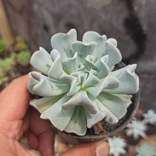 Echeveria Cubic Frost, real gallery image #7 plants. Picture taken directly from kaktus.id community Echeveria farmer green houses.