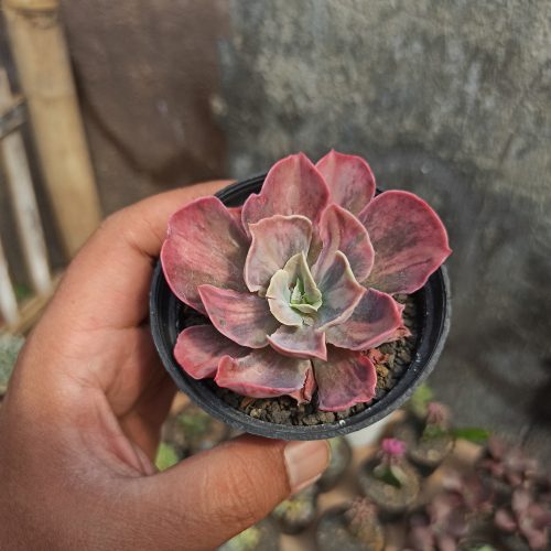 Echeveria Beyonce Rainbow, real gallery image #3 plants. Picture taken directly from kaktus.id community Echeveria farmer green houses.