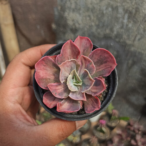 Echeveria Beyonce Rainbow, real gallery image #2 plants. Picture taken directly from kaktus.id community Echeveria farmer green houses.