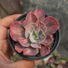 Echeveria Beyonce Rainbow, real feature image plant. Picture taken directly from kaktus.id community Echeveria farmer green houses.