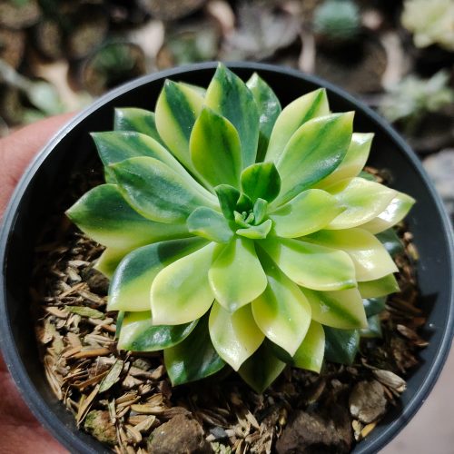 Echeveria Green Emerald Variegated, real gallery image #1 plants. Picture taken directly from kaktus.id community Echeveria farmer green houses.