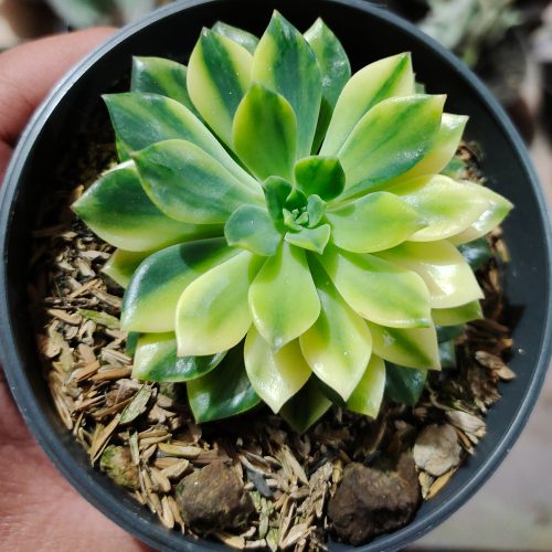 Echeveria Green Emerald Variegated, real gallery image #11 plants. Picture taken directly from kaktus.id community Echeveria farmer green houses.