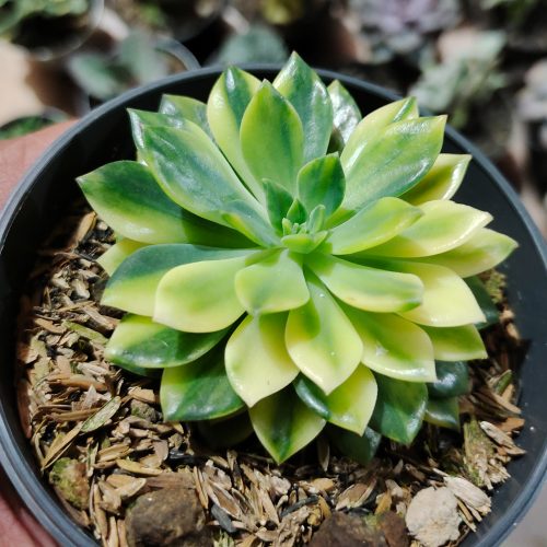 Echeveria Green Emerald Variegated, real gallery image #10 plants. Picture taken directly from kaktus.id community Echeveria farmer green houses.