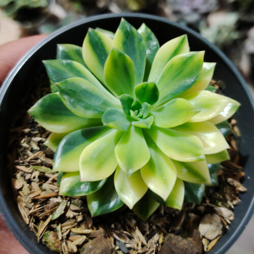 Echeveria Green Emerald Variegated, real gallery image #12 plants. Picture taken directly from kaktus.id community Echeveria farmer green houses.