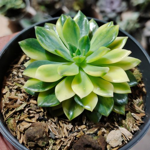 Echeveria Green Emerald Variegated, real gallery image #8 plants. Picture taken directly from kaktus.id community Echeveria farmer green houses.