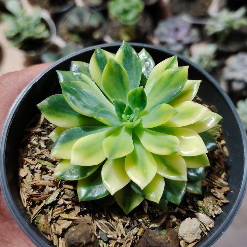 Echeveria Green Emerald Variegated, real gallery image #6 plants. Picture taken directly from kaktus.id community Echeveria farmer green houses.