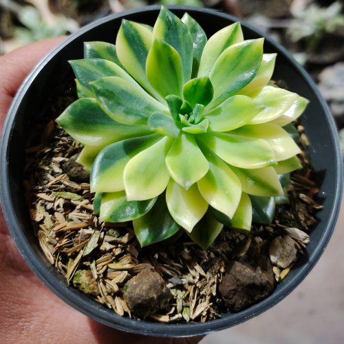 Echeveria Green Emerald Variegated, real gallery image #5 plants. Picture taken directly from kaktus.id community Echeveria farmer green houses.