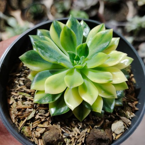 Echeveria Green Emerald Variegated, real gallery image #3 plants. Picture taken directly from kaktus.id community Echeveria farmer green houses.
