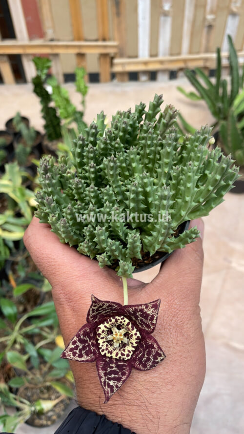 Huernia Keniensis, real gallery image #3 plants. Picture taken directly from kaktus.id community Huernia farmer green houses.