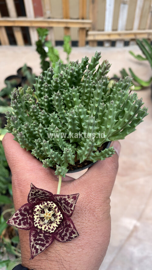 Huernia Keniensis, real gallery image #15 plants. Picture taken directly from kaktus.id community Huernia farmer green houses.