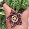 Huernia Keniensis, real gallery image #5 plants. Picture taken directly from kaktus.id community Huernia farmer green houses.