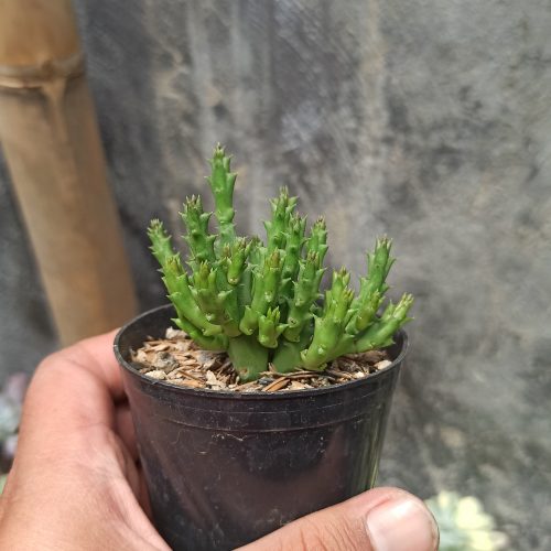 Huernia Keniensis, real gallery image #11 plants. Picture taken directly from kaktus.id community Huernia farmer green houses.
