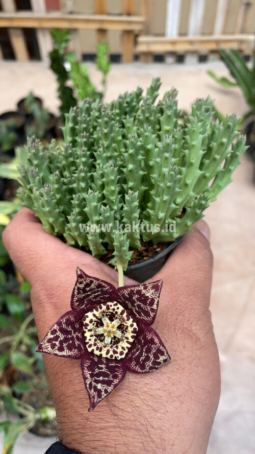 Huernia Keniensis, real gallery image #12 plants. Picture taken directly from kaktus.id community Huernia farmer green houses.