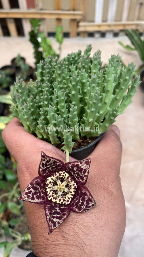 Huernia Keniensis, real gallery image #7 plants. Picture taken directly from kaktus.id community Huernia farmer green houses.