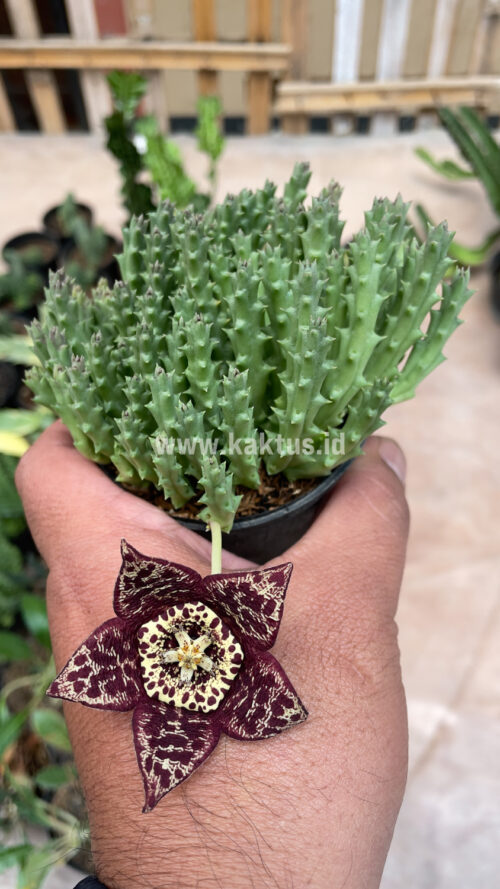 Huernia Keniensis, real gallery image #9 plants. Picture taken directly from kaktus.id community Huernia farmer green houses.