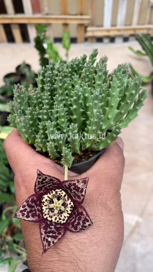 Huernia Keniensis, real gallery image #8 plants. Picture taken directly from kaktus.id community Huernia farmer green houses.