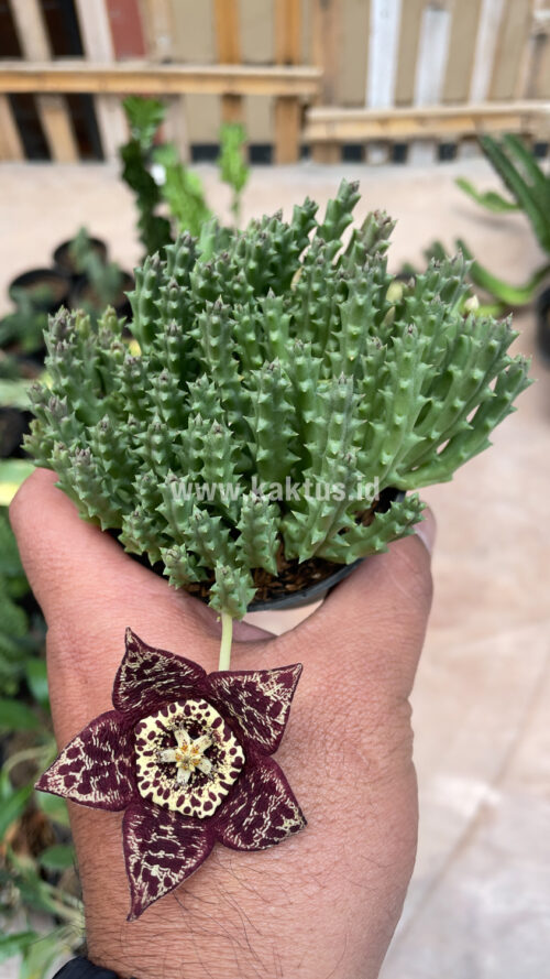 Huernia Keniensis, real gallery image #14 plants. Picture taken directly from kaktus.id community Huernia farmer green houses.