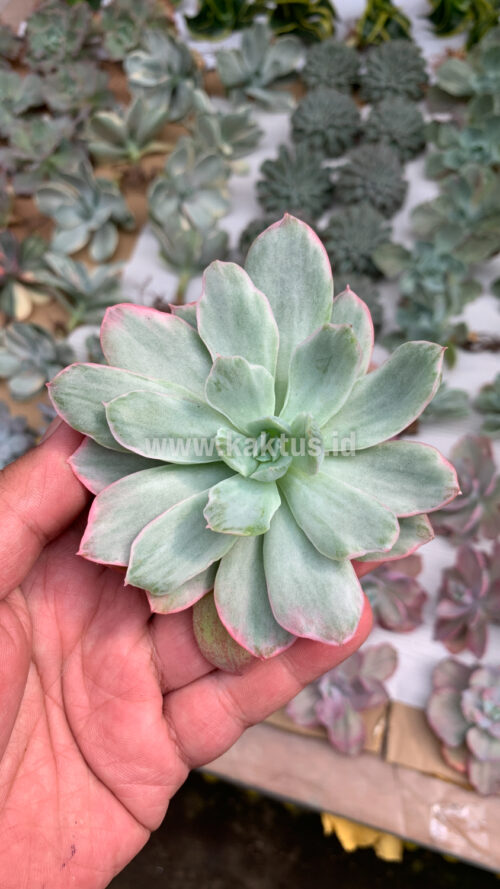 Echeveria Lemon and Lime White Mutation, real gallery image #6 plants. Picture taken directly from kaktus.id community Echeveria farmer green houses.