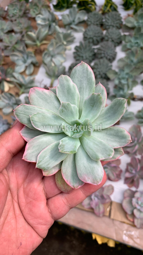 kaktus.id