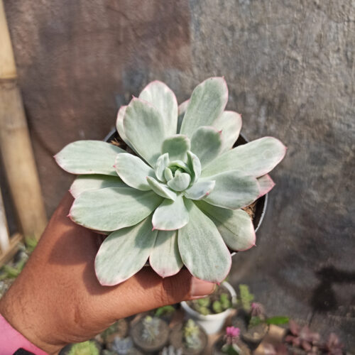 Echeveria Lemon and Lime White Mutation, real gallery image #1 plants. Picture taken directly from kaktus.id community Echeveria farmer green houses.