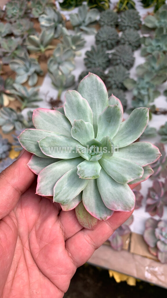 kaktus.id