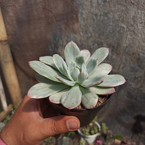 Echeveria Lemon and Lime White Mutation, real gallery image #7 plants. Picture taken directly from kaktus.id community Echeveria farmer green houses.