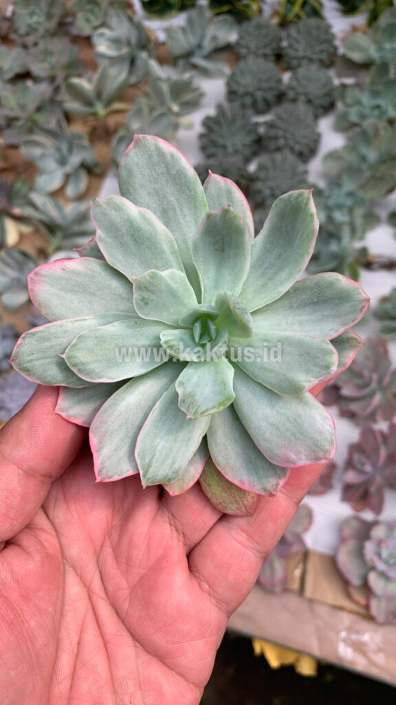 kaktus.id
