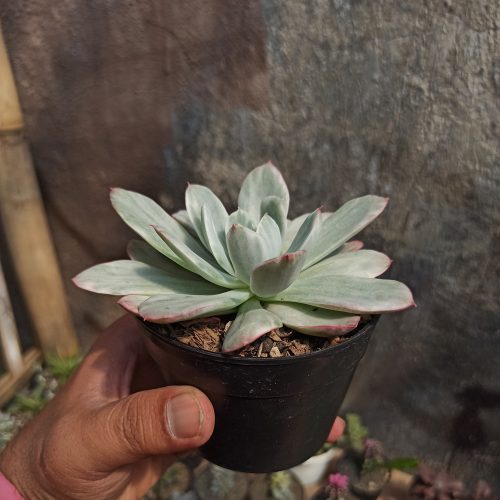 Echeveria Lemon and Lime White Mutation, real gallery image #5 plants. Picture taken directly from kaktus.id community Echeveria farmer green houses.