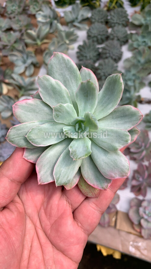 Echeveria Lemon and Lime White Mutation, real gallery image #4 plants. Picture taken directly from kaktus.id community Echeveria farmer green houses.