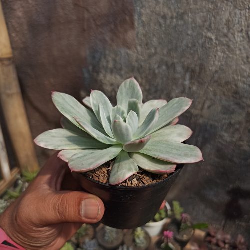 Echeveria Lemon and Lime White Mutation, real gallery image #9 plants. Picture taken directly from kaktus.id community Echeveria farmer green houses.