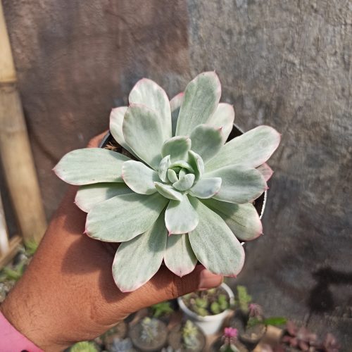 Echeveria Lemon and Lime White Mutation, real gallery image #3 plants. Picture taken directly from kaktus.id community Echeveria farmer green houses.