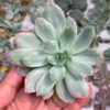Echeveria Lemon and Lime White Mutation, real feature image plant. Picture taken directly from kaktus.id community Echeveria farmer green houses.