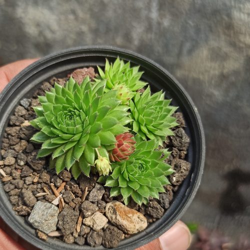 Jovibarba Sobolifera, real gallery image #1 plants. Picture taken directly from kaktus.id community Jovibarba farmer green houses.