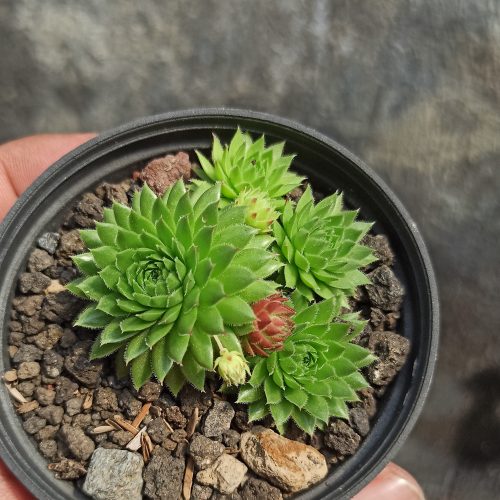 Jovibarba Sobolifera, real gallery image #4 plants. Picture taken directly from kaktus.id community Jovibarba farmer green houses.
