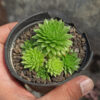 Jovibarba Sobolifera, real gallery image #5 plants. Picture taken directly from kaktus.id community Jovibarba farmer green houses.