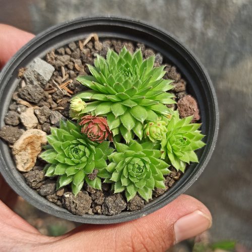 Jovibarba Sobolifera, real gallery image #2 plants. Picture taken directly from kaktus.id community Jovibarba farmer green houses.