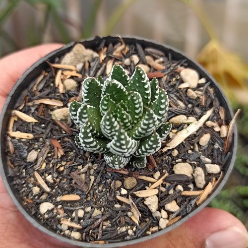 Haworthia Papillosa, real gallery image #2 plants. Picture taken directly from kaktus.id community Haworthia farmer green houses.