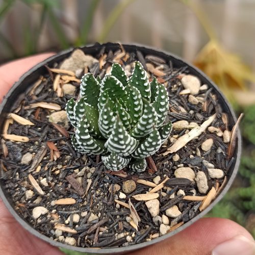 Haworthia Papillosa, real gallery image #3 plants. Picture taken directly from kaktus.id community Haworthia farmer green houses.