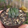 Haworthia Papillosa, real gallery image #4 plants. Picture taken directly from kaktus.id community Haworthia farmer green houses.