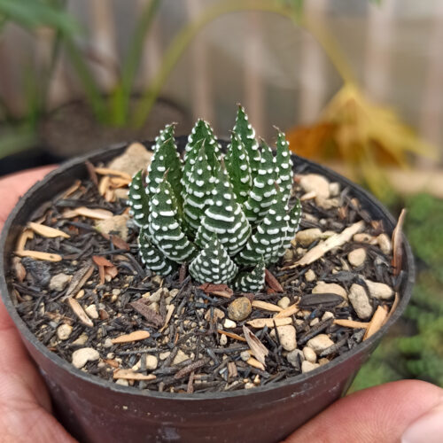 Haworthia Papillosa, real gallery image #5 plants. Picture taken directly from kaktus.id community Haworthia farmer green houses.