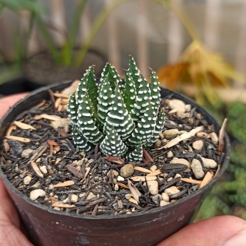 Haworthia Papillosa, real gallery image #6 plants. Picture taken directly from kaktus.id community Haworthia farmer green houses.