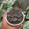 Echeveria Chroma, real gallery image #2 plants. Picture taken directly from kaktus.id community Echeveria farmer green houses.
